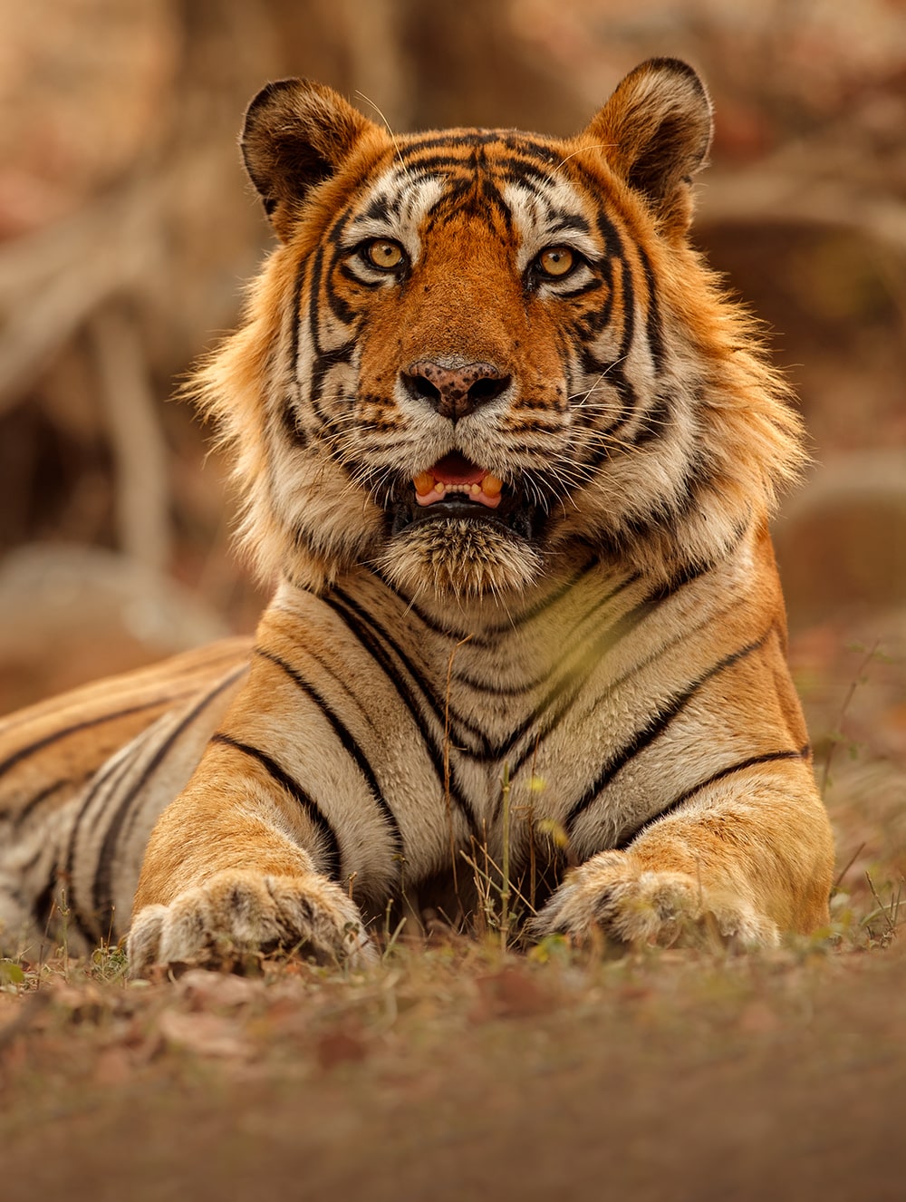 Мир глазами тигра